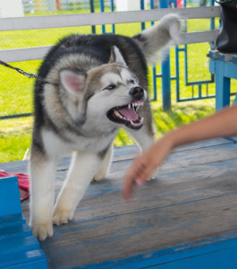 Our Lexington dog bite lawyers report on the cost of homeowner insurance payout for dog bites.